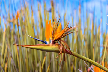 Sticker - Strelitzia juncea, or narrow-leaved bird of paradise flower close up