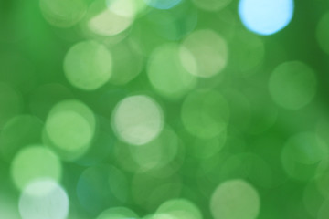 Sticker - beautiful light green background bokeh from the natural leaves of the leaves from the tree.