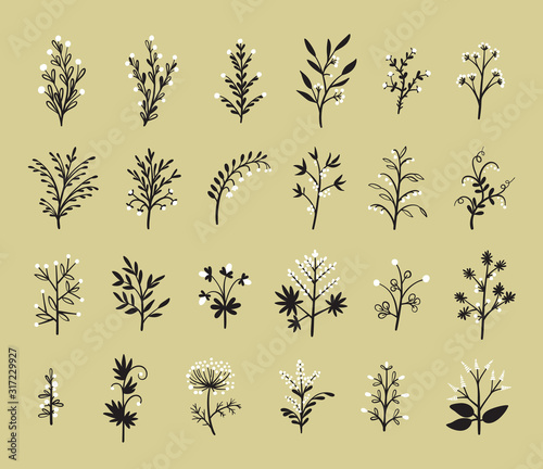 Fotografía Floral Vector Set of Design Plant Elements