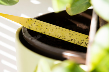 House plant with yellow sticky tape full of fungus gnats