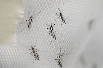 mosquito on insect net close up.