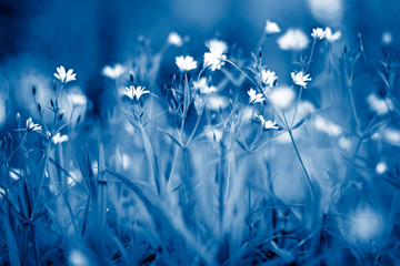 little white flowers in summer meadow toned in trendy classic blue color. color of the year 2020, na