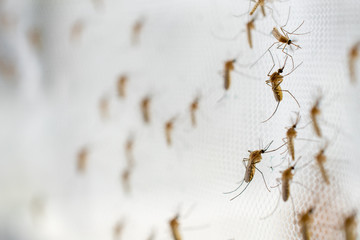 mosquito on insect net close up.
