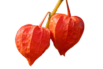 Wall Mural - physalis alkekengi var. franchetii 'zwerg' fruit with husk commonly known as chinese lantern cut out