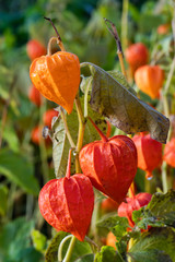 Wall Mural - physalis alkekengi var. franchetii 'zwerg' fruit with husk commonly known as chinese lantern