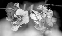 White Orchid On Black Background - Monochromatic Picture