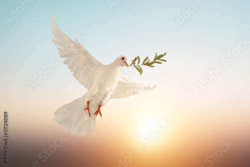 Fotomural white dove or white pigeon carrying olive leaf branch on pastel background and c