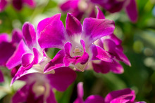 Closeup Selected Focus Multi Color Beautiful Tropical Orchid Flower As Flora In The Garden