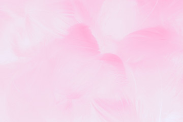 Wall Mural - Beautiful abstract colorful white and pink feathers on white background and soft white feather texture on light pattern and light purple background, colorful feather, purple banners