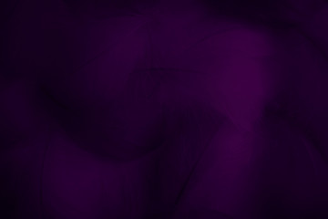 Wall Mural - Beautiful abstract colorful black and purple feathers on black background and soft white blue feather texture on dark pattern and light blue background, colorful feather, purple banners