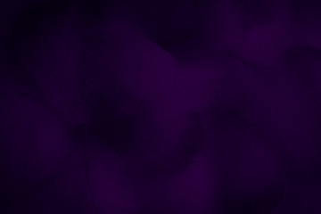 Wall Mural - Beautiful abstract colorful black and purple feathers on black background and soft white blue feather texture on dark pattern and light blue background, colorful feather, purple banners