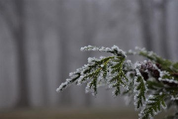 Wall Mural - The leaves of an evergreen plant covered with frost in the fog