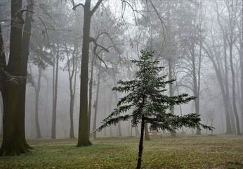 Sticker - trees in the forest