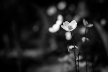 Dramatic Flowers, Process In Black And White. Black And White Photo Emphasizing Texture, Contrast And Intricate Floral Patterns.