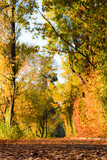 Fototapeta Perspektywa 3d - Colorful trees in autumn