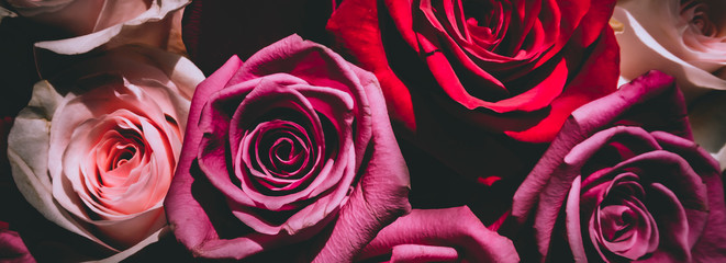 Red and pink roses. Floral background. Flowers closeup. Wediding and valentine. The rose petals.