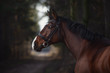 close up portrait of stunning trakehner gelding sport horse boy with white line on road in forest