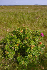 Wall Mural - Rugosa rose / Kartoffel-Rose (Rosa rugosa) auf Fehmarn