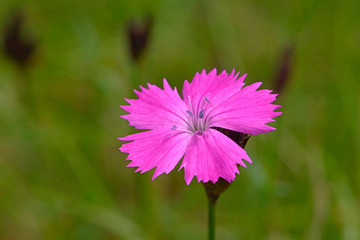 Wall Mural - Kartäusernelke (Dianthus carthusianorum) am Kaiserstuhl - Carthusian pink