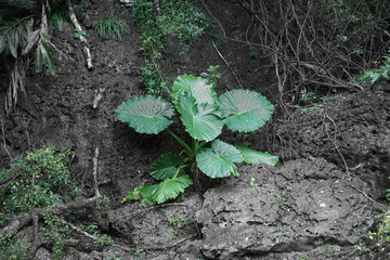 Beautiful green plant with big leaves growing on the hill