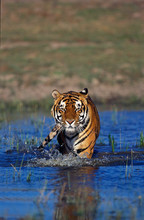 TIGRE DU BENGALE Panthera Tigris Tigris