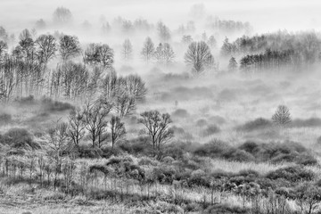 Poster - Trees in the fog, winter landscape