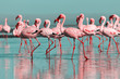 Leinwandbild Motiv Wild african birds. Group birds of pink african flamingos  walking around the blue lagoon on a sunny day