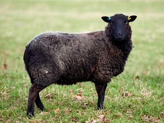 A black welsh mountain sheep ewe grazing in a field at Wentworth Castle parkland.