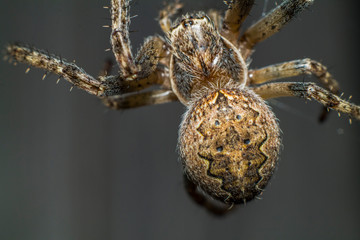 Spider makes a web and prepares for the hunt