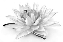 Black And White Flower 