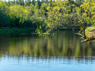 Wall Mural - landscape with lake and trees in the background