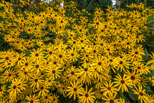 A Massive Group Of Black-eyed Susan Flowers, Rudbeckia Hirta, In Front Of A Garden Chain Link Fence With Trees