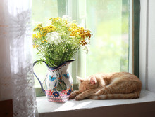 A Rustic Window With A Red Cat And A Jug Of Wildflowers. Selective Focus