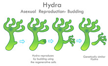 Hydra Reproduces By Budding Using The Regenerative Cells. Asexual Reproduction. Green Similar Daughter Hydra. Hydra Budding Division Stages. Budding Division Anatomy. School 2d Illustration Vector
