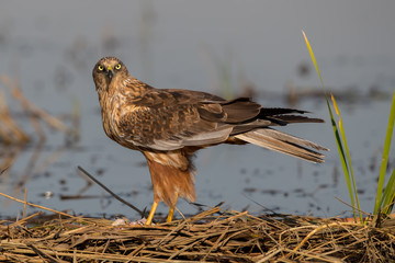 marsh harrier on reeds