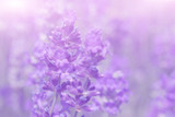 Fototapeta Lawenda - Lavender flower on the field.