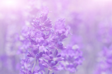 Poster - Lavender flower on the field.