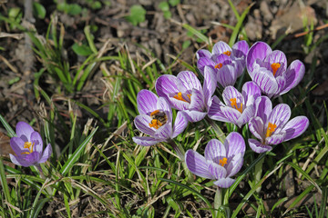 Krokus