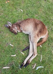 Australia - Canguro sdraiato sull'erba