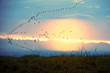 Ein Schwarm Enten bei Sonnenuntergang
