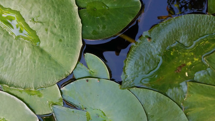 Close up top view of large floating lily pads in dark pond water