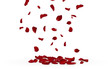Falling red rose petals seasonal confetti, blossom elements flying isolated. Abstract floral background with beauty roses petal. design for greeting cards on March 8, Women Day, Valentine's Day.