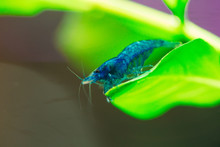 Blue Dream Neocardina Shrimp Aquarium Hobby Pets Freshwater Home