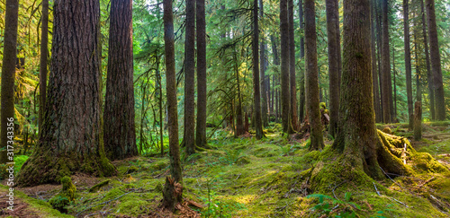 Ancient Groves Nature Trail though old growth forest in the Sol Duc section o...
