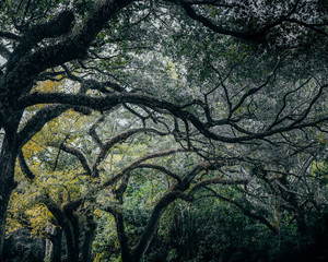 tree branches in the park