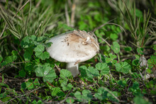 USA, California, Kern County, Kern National Wildlife Refuge. A White Gilled Mushroom Among Green Clover And Mallow