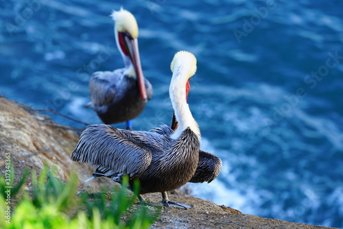 View of wild brown California pelicans (Pelecanus occidentalis californicus) in Wallpaper Mural