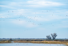 USA, California, Kern County, Kern National Wildlife Refuge. A Flock Of Ducks Against A Cloudy Blue Sky Fly Over The Wetlands.
