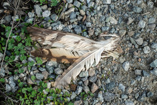 USA, California, Kern County, Kern National Wildlife Refuge. A Row Of Bird Feathers Still Attached To Skin In This Morbid Grouping.