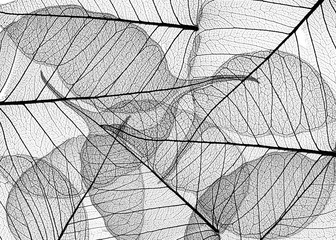 Wall Mural - black leaves on white background - textured background